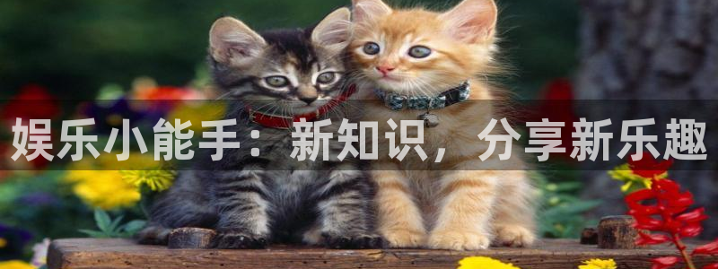 500彩票网4官网：娱乐小能手：新知识，分享新乐趣
